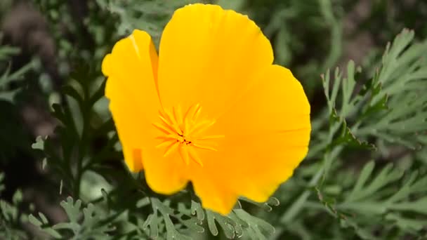Yellow beautiful flower in garden, illuminated by the sun, close-up. — Stock Video