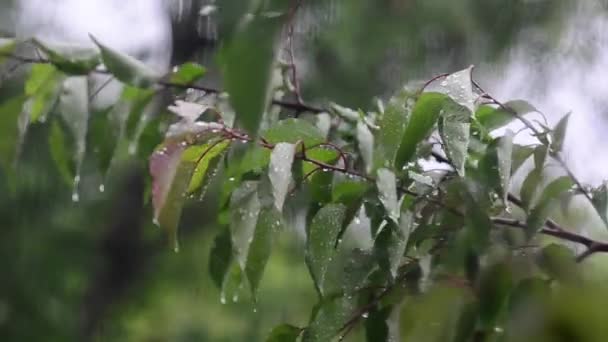 El viento sacude árboles, gotas de lluvia caen sobre las hojas del árbol, el viento y la lluvia fuera de la ventana — Vídeos de Stock