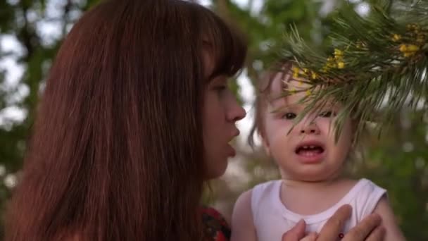 Bebê sentado nas mãos da mãe toca agulhas no pinheiro e tem medo . — Vídeo de Stock