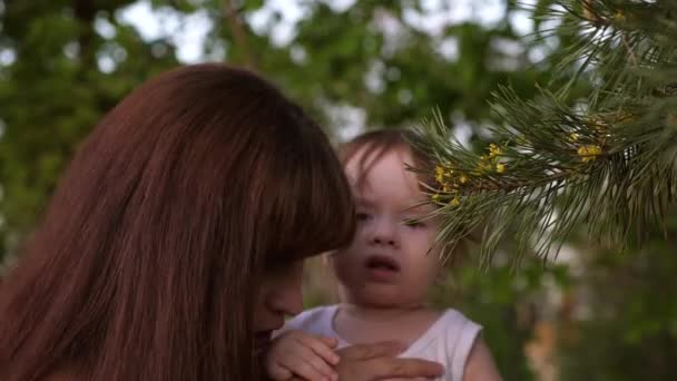 Il bimbo seduto su braccia di madre guarda aghi su pino . — Video Stock