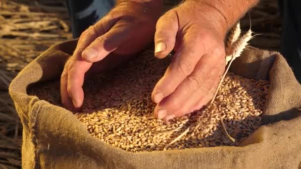 Boerenhanden gieten tarwekorrels in een zak met oren. Graanoogst. Een agronomist kijkt naar de kwaliteit van graan. Zakenman controleert de kwaliteit van tarwe. landbouwconcept. close-up. — Stockvideo