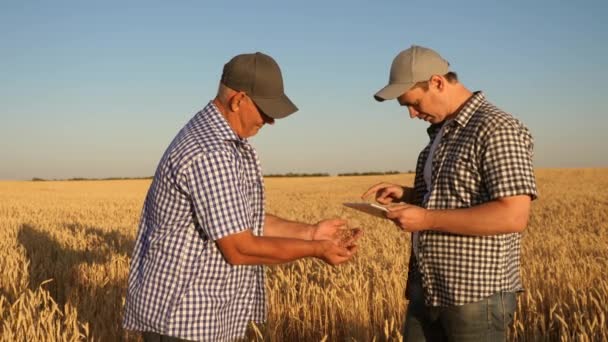 Hombre de negocios y agricultor con tableta trabajando en equipo en el campo. agrónomo y agricultor están sosteniendo un grano de trigo en sus manos. Cosechando cereales. Un hombre de negocios comprueba la calidad del grano . — Vídeos de Stock