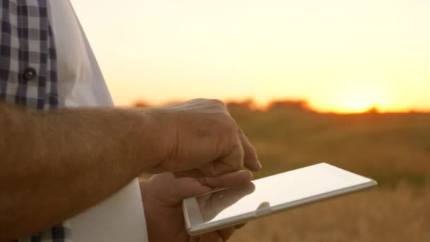 Manos de un agricultor con una tableta. Primer plano. hombre de negocios con una tableta evalúa una cosecha de grano. El agricultor con una tableta trabaja en un campo de trigo. Cosechando cereales. hombre de negocios comprueba la calidad del grano . — Vídeo de stock