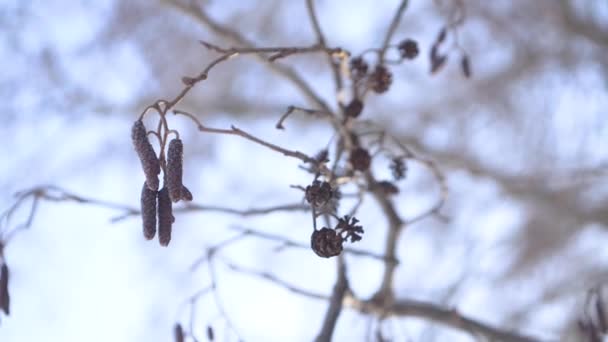 Весенняя ольха с ушанками и шишками трясется на ветру — стоковое видео