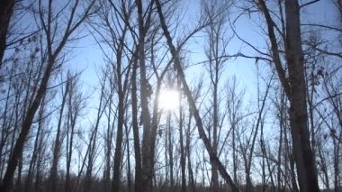 Kışın ağaç dallarının arkasında güneş. Kışın parka gideriz. Güzel kış manzarası. Kış ormanlarında, gün boyunca kar yağar. Yapraksız ağaçlar.