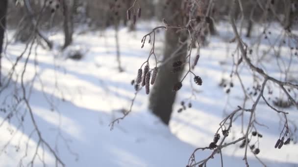 The spring alder with ear rings and cones shakes on wind — Stock Video