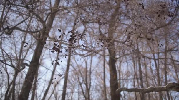 Parque de Navidad en invierno. hermoso paisaje de invierno. En el bosque invernal, la nieve cae durante el día. árboles sin follaje — Vídeo de stock