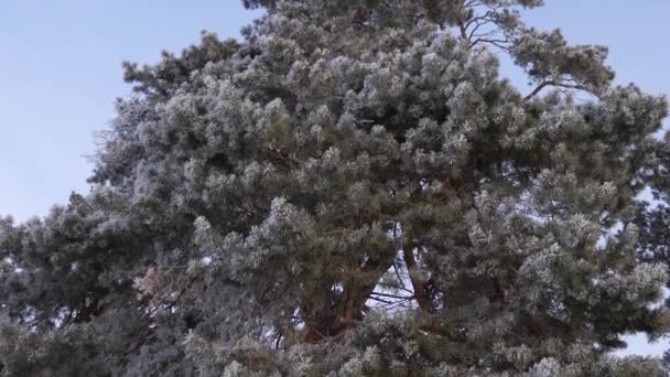 Borovice pokrytá chraplavým mrazem, ostrý mráz. Vánoce v zimě v parku. krásná zimní krajina. V zimním lese padá sníh během dne. — Stock video