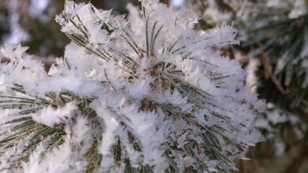 Rami di abete rosso ricoperti di gelo nella foresta invernale. primo piano. pino coperto di brina, grave brina. parco di Natale in inverno. bellissimo paesaggio invernale. Nella foresta invernale, la neve cade durante il giorno . — Video Stock