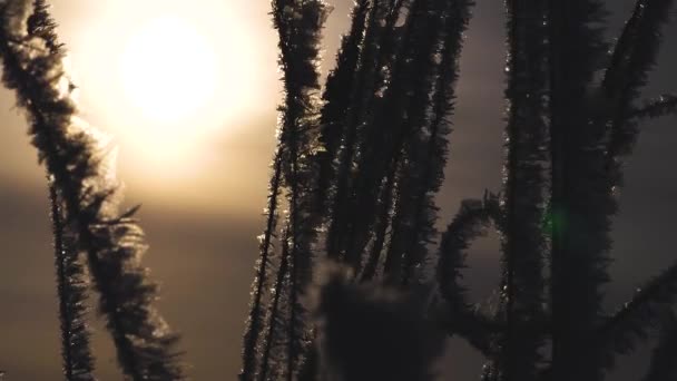 太陽の下で草の葉の上に美しい氷の結晶。接近中だ霜や霜で覆われた草です冬には公園のクリスマス美しい冬の風景. — ストック動画