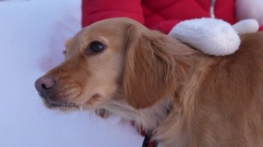 Çocuklar kışın bir köpeği okşarlar. Kız, Noel arifesinde kış parkında bir köpekle oynuyor. Ev sahibesi ve evcil hayvan karda yürüyorlar. yakın plan