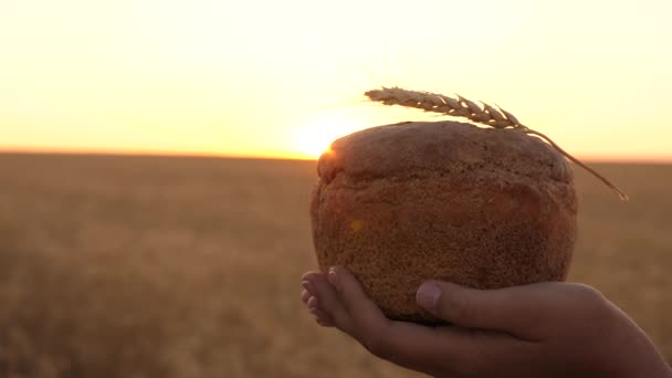 Loaf of bread with an ear of wheat, in hands of girl over wheat field in sunset. close-up. Delicious bread in hands carries young beautiful woman on a wheat field. tasty loaf of bread on palms. — Stock Video