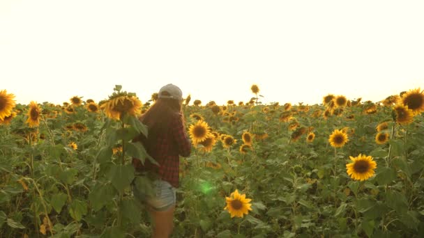 Bäuerin mit Tablette im Sonnenblumenfeld inspiziert blühende Sonnenblumen. Agronomin studiert die Blüte einer Sonnenblume. Geschäftsfrau im Außendienst, die ihr Einkommen plant. Bewirtschaftungskonzept — Stockvideo