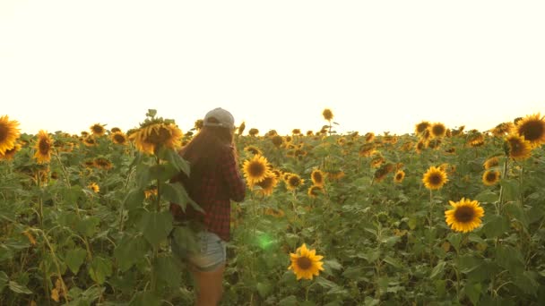 ヒマワリ畑でタブレットを使って作業する農家の女性が、ヒマワリの開花を検査します。女性の農学者はヒマワリの開花を研究しています。彼らの収入を計画する分野のビジネスウーマン。農業の概念 — ストック動画