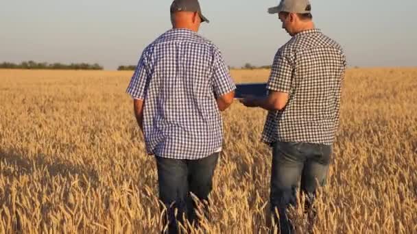 Jordbrukare och affärsman med surfplatta som arbetar som ett team i fält. Jordbrukare och agronomer håller vetekorn i sina händer. Skördar spannmål. En affärsman kontrollerar spannmålskvaliteten. — Stockvideo