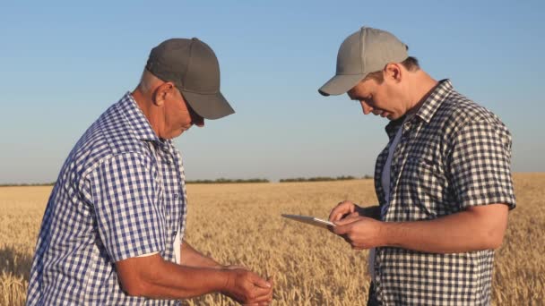 Los empresarios agricultores discuten la cosecha de trigo en el campo y ver el calendario en la tableta. Maduración de granos y cosecha. Los agrónomos comprueban la calidad del trigo. Concepto agrícola — Vídeos de Stock