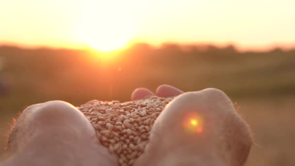 Rolnicy trzymają ziarno pszenicy na dłoniach palmy w promieniach pięknego zachodu słońca nad polem. biznesmen ocenia jakość ziarna. zbliżenie. koncepcja rolnictwa. Organiczne ziarno. zbiory zbóż. — Wideo stockowe