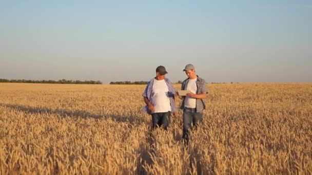 Бизнесмены-фермеры обсуждают посевы пшеницы на поле и смотрят расписание на планшете. Созревание зерна и уборка урожая. Агрономы проверяют качество пшеницы. Концепция сельского хозяйства — стоковое видео