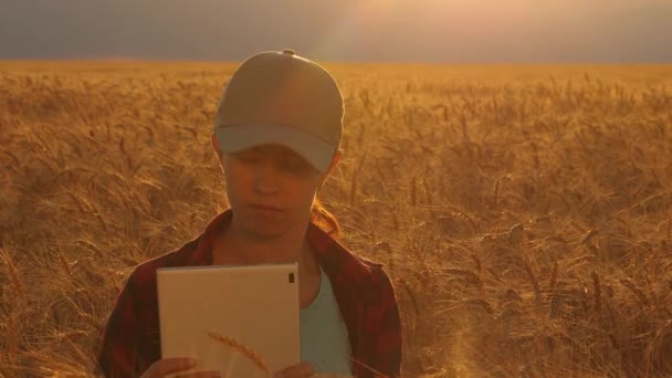 Mujer agrónoma con una tableta estudia la cosecha de trigo en el campo. Mujer agricultora que trabaja con una tableta en un campo de trigo, a la luz del atardecer. mujer de negocios planea ganancias en un campo de trigo. concepto de agricultura . — Vídeo de stock