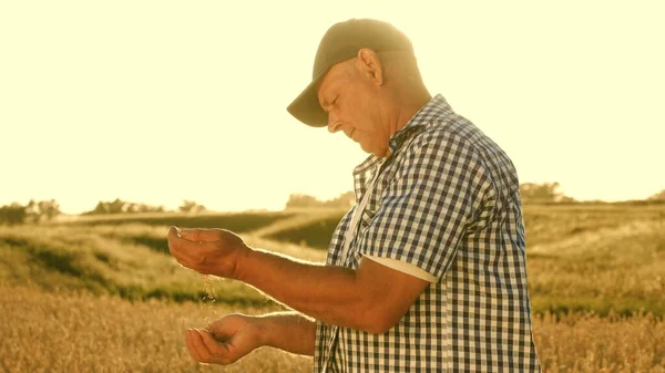 사업가는 밭에서 의곡 물 의질을 평가한다. 농부의 손에 있는 잘 익은 곡식이라. 농업 개념. 유기농 곡물 수확. — 스톡 사진