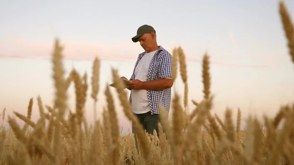 Hombre de negocios con la tableta evalúa la cosecha de grano. Cosechando cereales. El agricultor con una tableta trabaja en el campo de trigo. hombre de negocios comprueba la calidad del grano. cosecha de granos respetuosa con el medio ambiente . — Foto de Stock