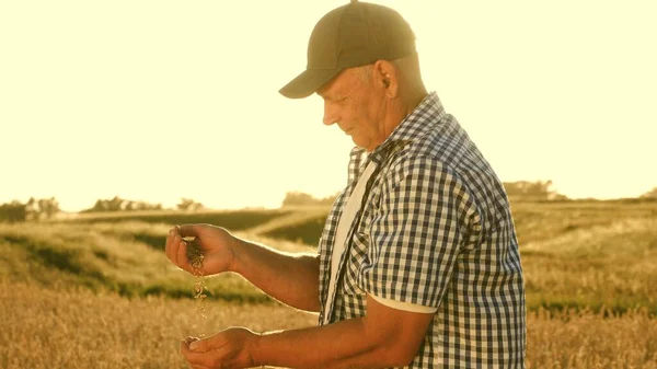 Businessman evaluates quality of wheat grain in the field. ripe grain of wheat in hands of a farmer. Agriculture concept. Organic Grain grain harvesting. — Stock Photo, Image