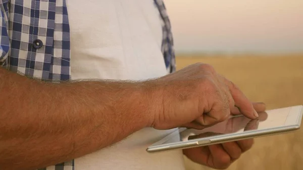 Ein Geschäftsmann mit einem Tablet bewertet eine Getreideernte. Nahaufnahme. Hände eines Bauern mit einem Tablet. Bauer mit Tablette arbeitet auf einem Weizenfeld. ein Geschäftsmann überprüft die Qualität des Getreides. — Stockfoto