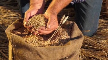 Çiftçi elleri kulaklı bir torbaya buğday taneleri döker. Mısır gevreği topluyorum. Bir tarım uzmanı tahılın kalitesine bakar. İşadamı buğdayın kalitesini kontrol eder. tarım kavramı. yakın plan.
