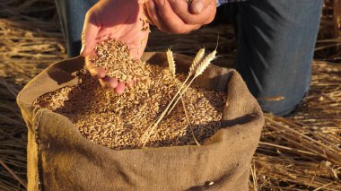 Çiftçi elleri kulaklı bir torbaya buğday taneleri döker. Mısır gevreği topluyorum. Bir tarım uzmanı tahılın kalitesine bakar. İşadamı buğdayın kalitesini kontrol eder. tarım kavramı. yakın plan.