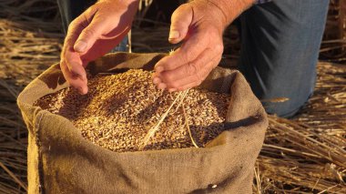 Çiftçi elleri kulaklı bir torbaya buğday taneleri döker. Mısır gevreği topluyorum. Bir tarım uzmanı tahılın kalitesine bakar. İşadamı buğdayın kalitesini kontrol eder. tarım kavramı. yakın plan.