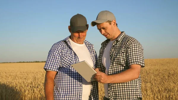 Farmář a podnikatel s tabletem pracující jako tým v terénu. agronomové a farmáři drží v rukou zrnko pšenice. Sklizeň cereálií. Podnikatel kontroluje kvalitu obilí.. — Stock fotografie