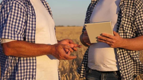 Tabletle tarlada takım halinde çalışan çiftçi ve işadamı. Tarımcı ve çiftçi ellerinde bir buğday tanesi tutuyorlar. Mısır gevreği topluyorum. Bir iş adamı tahılın kalitesini kontrol eder.. — Stok fotoğraf