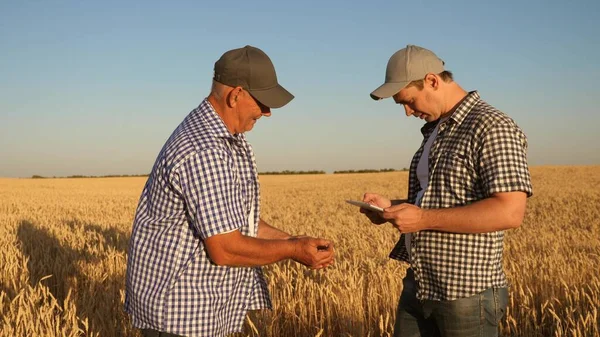 Hombre de negocios y agricultor con tableta trabajando en equipo en el campo. agrónomo y agricultor están sosteniendo un grano de trigo en sus manos. Cosechando cereales. Un hombre de negocios comprueba la calidad del grano . — Foto de Stock