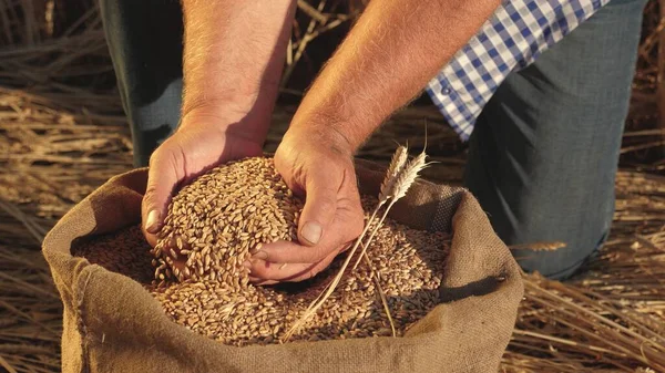 Farmers hands pour wheat grains in a bag with ears. Harvesting cereals. An agronomist looks at the quality of grain. Business man checks the quality of wheat. agriculture concept. close-up.