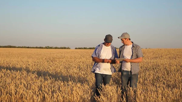 Businessmen farmers discuss the wheat crop on the field and view the schedule on the tablet. Ripening grain and harvesting. Agronomists checks the quality of wheat. Agriculture concept