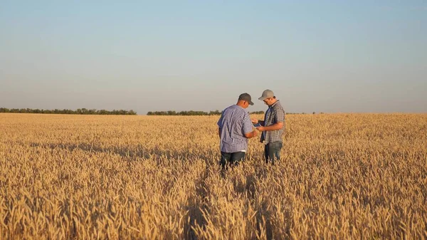farmer and businessman with tablet working as a team in field. agronomist and farmer are holding a grain of wheat in their hands. Harvesting cereals. A business man checks the quality of grain.