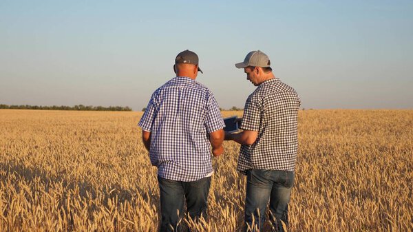 farmer and businessman with tablet working as a team in field. agronomist and farmer are holding a grain of wheat in their hands. Harvesting cereals. A business man checks the quality of grain.