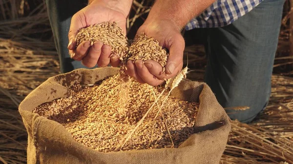 Farmers hands pour wheat grains in a bag with ears. Harvesting cereals. An agronomist looks at the quality of grain. Business man checks the quality of wheat. agriculture concept. close-up. — Stock Photo, Image