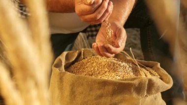 Çiftçi elleri kulaklı bir torbaya buğday taneleri döker. Mısır gevreği topluyorum. Bir tarım uzmanı tahılın kalitesine bakar. İşadamı buğdayın kalitesini kontrol eder. tarım kavramı. yakın plan.