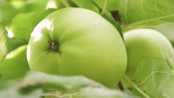 Manzanas respetuosas con el medio ambiente. Manzanas verdes en el árbol. hermosas manzanas maduran en una rama en los rayos del sol. negocio agrícola. Manzanas en el árbol . — Vídeo de stock