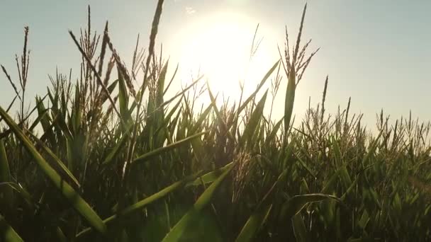 여름의 푸른 옥수수 밭. 농업 사업. 옥수수는 밝은 태양 광선 아래서 피어나고 있다. 여름의 푸른 옥수수 밭. 농업 사업. 옥수수 꽃을 가까이 서 본 모습. — 비디오