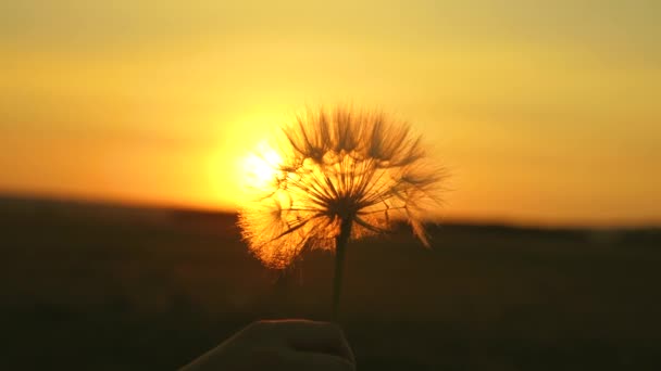 Virágzó pitypang virág az ember kezében napkelte. Közeli. Gyermekláncfű a területen a háttérben egy gyönyörű naplemente. Bolyhos pitypang a napon. — Stock videók