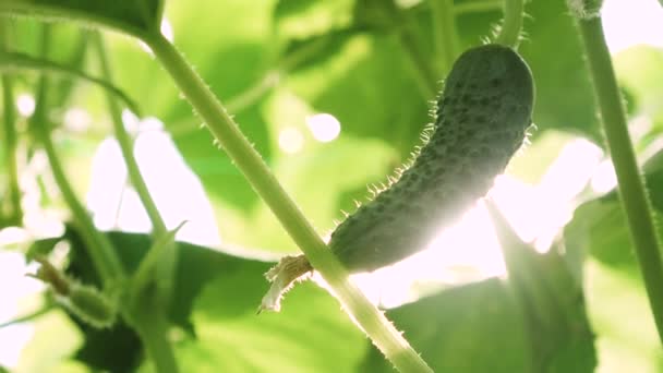 O pepino cresce em um arbusto no sol. pepinos frescos cultivados em campo aberto. plantação de pepinos. Cultivando pepinos em estufas. Negócios de jardinagem. pepino florescente. ecologicamente limpo . — Vídeo de Stock