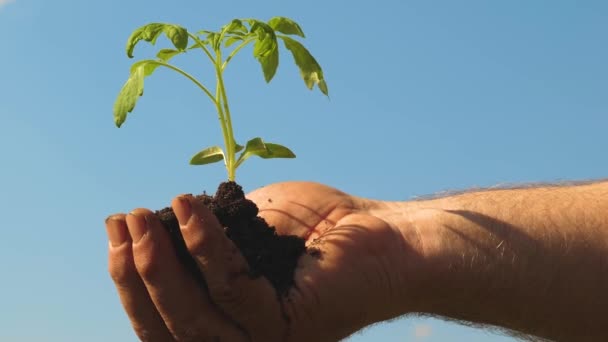 Tomatensämling in den Händen aus nächster Nähe. umweltfreundlich sprießen. umweltfreundlichen Planeten. Jungkeime in den Händen der Bauern. Gärtnerhände halten grünen Sämling in ihren Handflächen gegen den Himmel. — Stockvideo