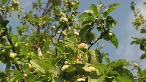 Maçãs ecológicas. Maçãs verdes na árvore. belas maçãs amadurecem em um ramo nos raios do sol. Negócios agrícolas. Maçãs na árvore . — Vídeo de Stock