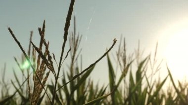 Yazın yeşil mısır tarlası. Zirai işler. Mısır parlak güneş ışınları altında çiçek açar. Yazın yeşil mısır tarlası. Zirai işler. Mısır çiçekleri yakın plan..