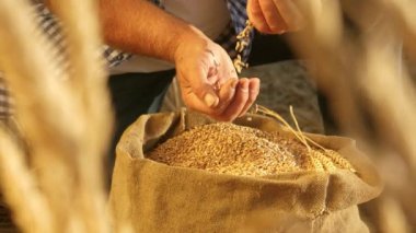 Çiftçi elleri kulaklı bir torbaya buğday taneleri döker. Mısır gevreği topluyorum. Bir tarım uzmanı tahılın kalitesine bakar. İşadamı buğdayın kalitesini kontrol eder. tarım kavramı. yakın plan.