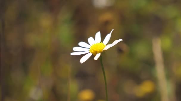 Vit Daisy blomma skakar av vinden på sommaren i ett fält. Närbild. Vackra våren prästkragar på ängen. — Stockvideo