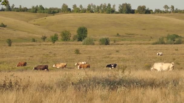 牧草地の牛だ牧草地で牛の放牧。デイリービジネスのコンセプト。農業における生態系の牛の繁殖の概念. — ストック動画