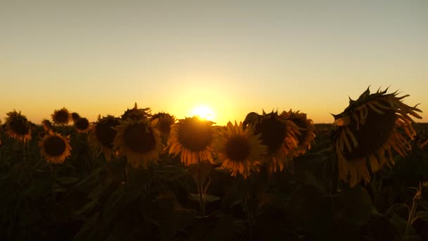 Grüne Maisfeld im Sommer. Landwirtschaftsbetrieb. Mais blüht unter hellen Sonnenstrahlen. grüne Maisfeld im Sommer. Landwirtschaftsbetrieb. Maisblüten aus nächster Nähe. — Stockvideo